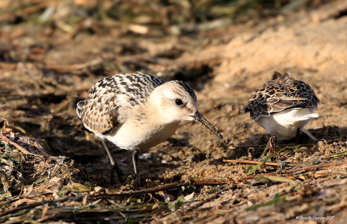 Sanderling - ML68343521