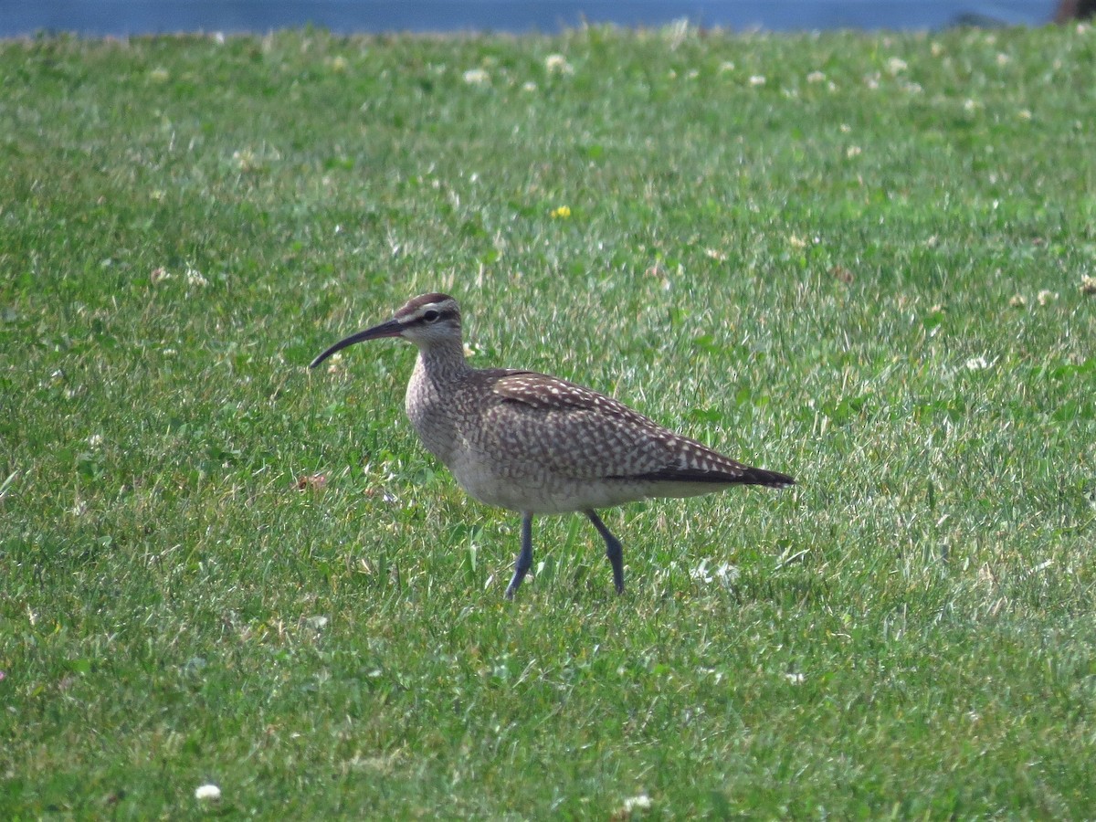 Whimbrel - ML68343721