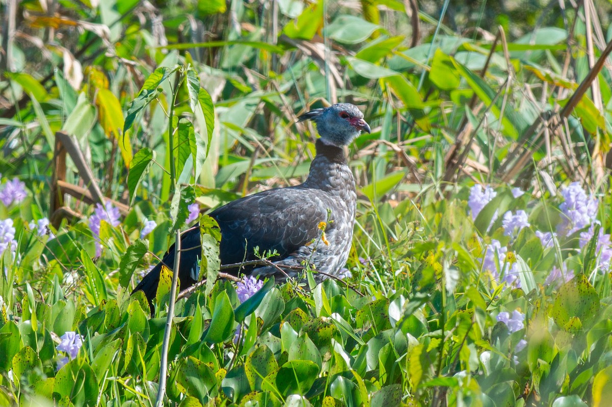 Southern Screamer - ML68343731