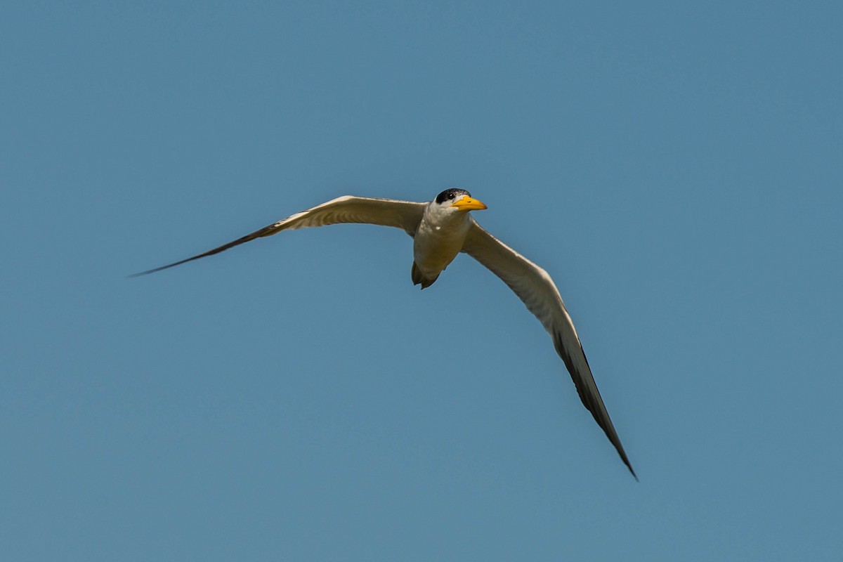 Large-billed Tern - ML68343821