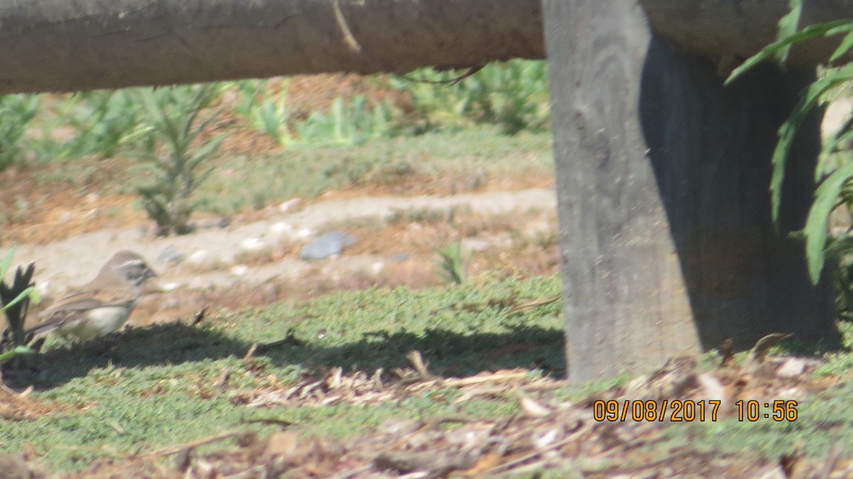 Black-throated Sparrow - ML68344151