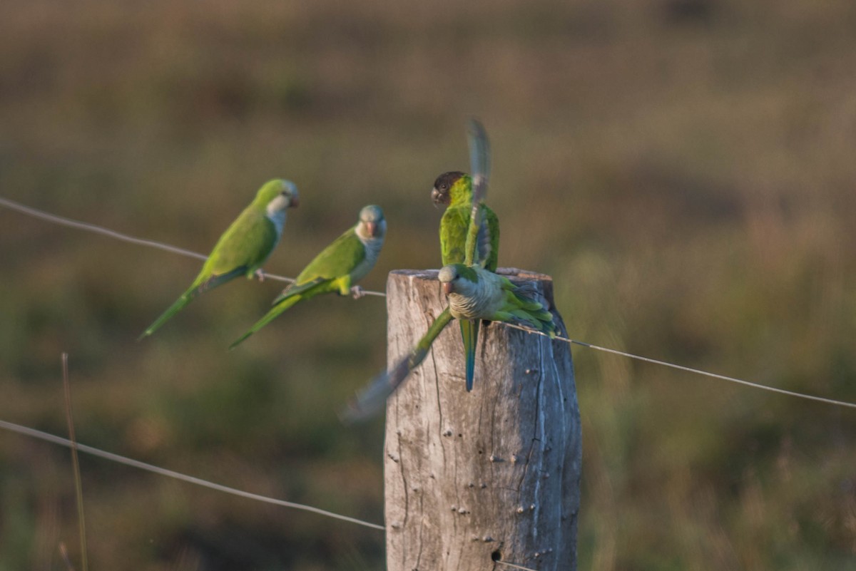 Monk Parakeet - ML68344711