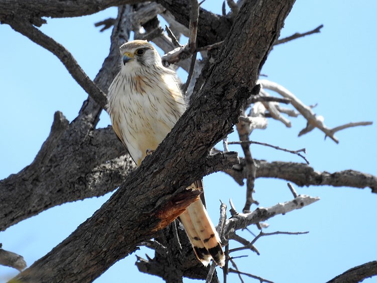 Nankeen Kestrel - ML68344871