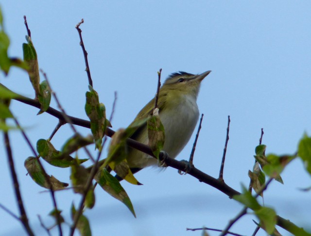 Red-eyed Vireo - ML68345281