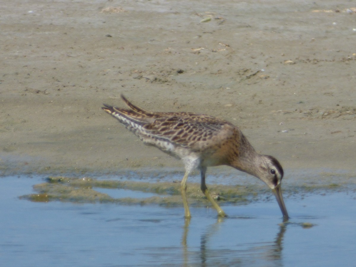 Short-billed Dowitcher - ML68346441