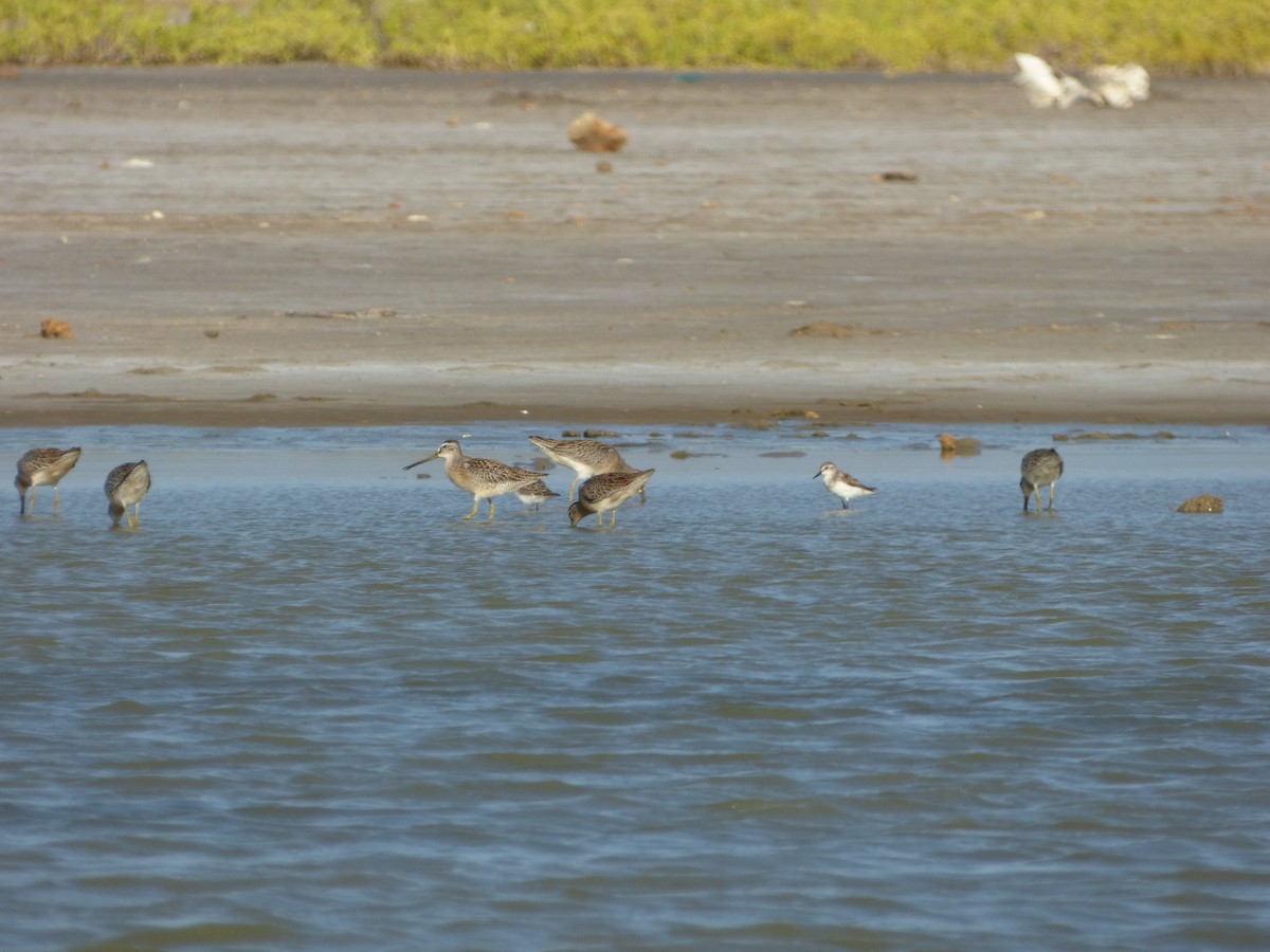 Short-billed Dowitcher - ML68346651