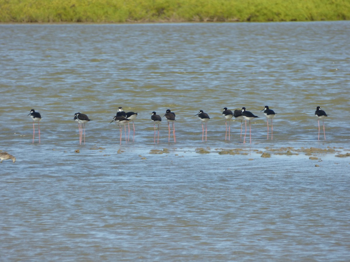 Black-necked Stilt - ML68346671