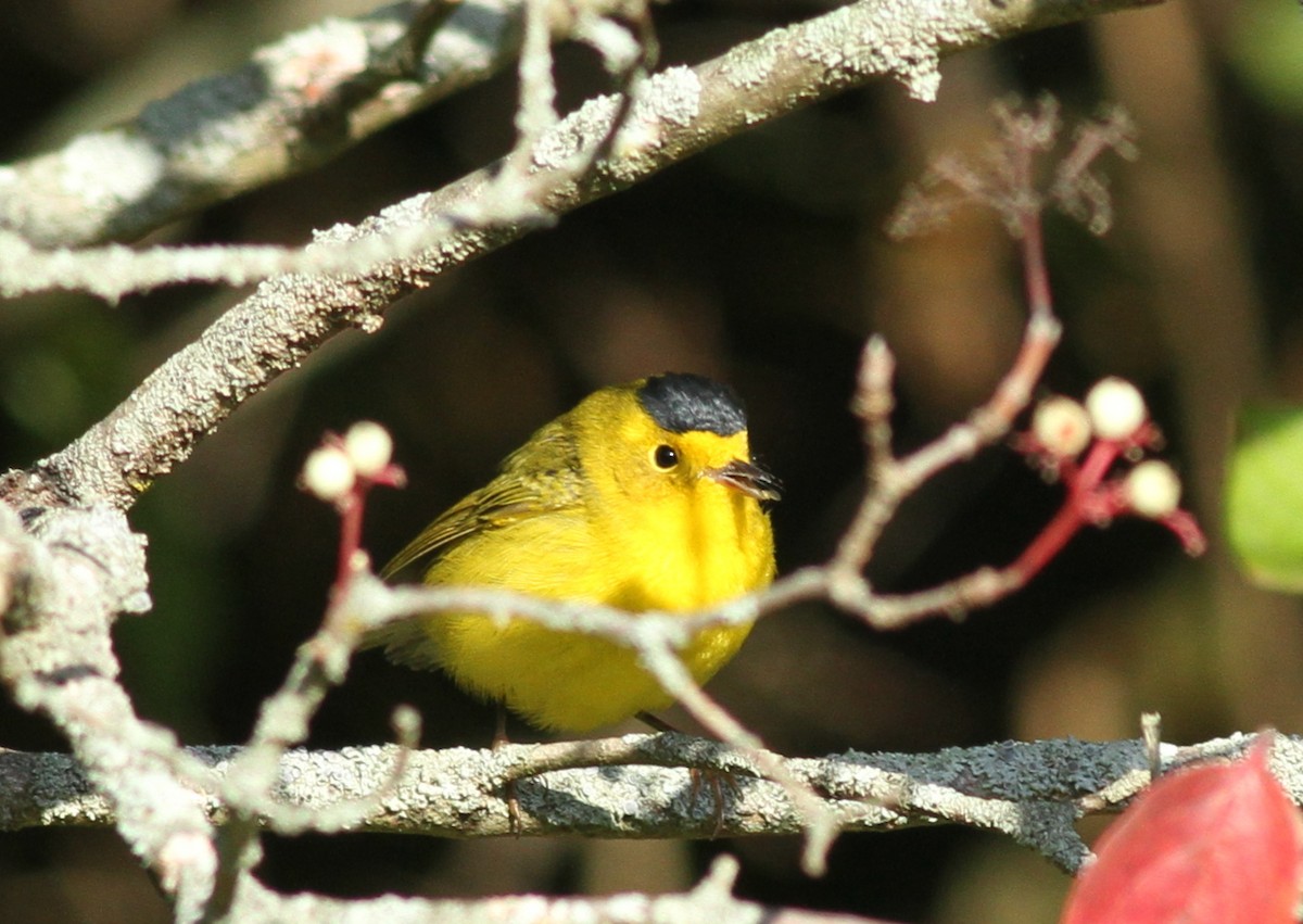 Wilson's Warbler - ML68346841