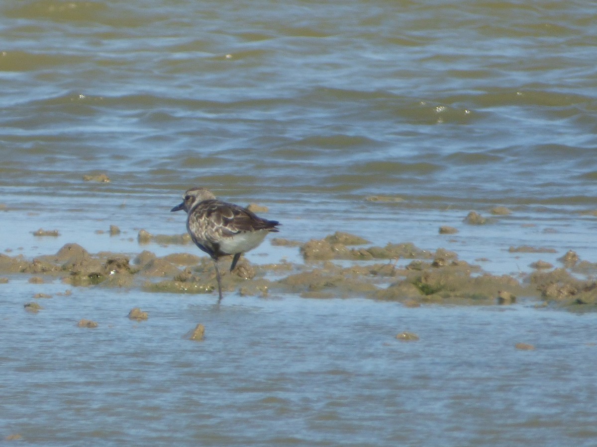 Black-bellied Plover - ML68346871