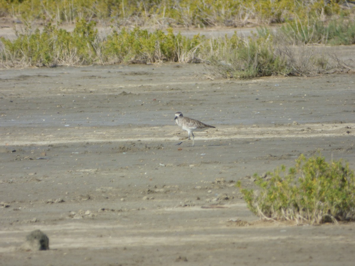 Black-bellied Plover - ML68346961