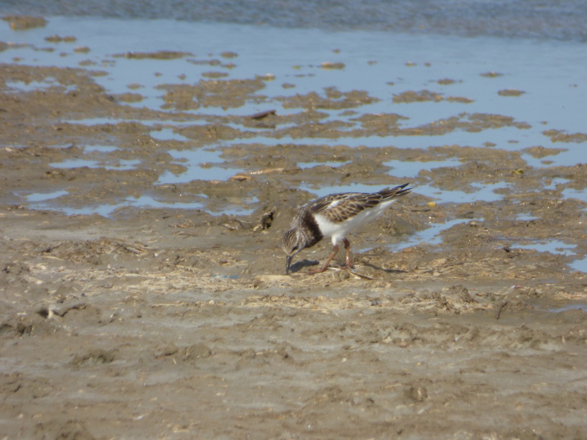 Ruddy Turnstone - ML68346991