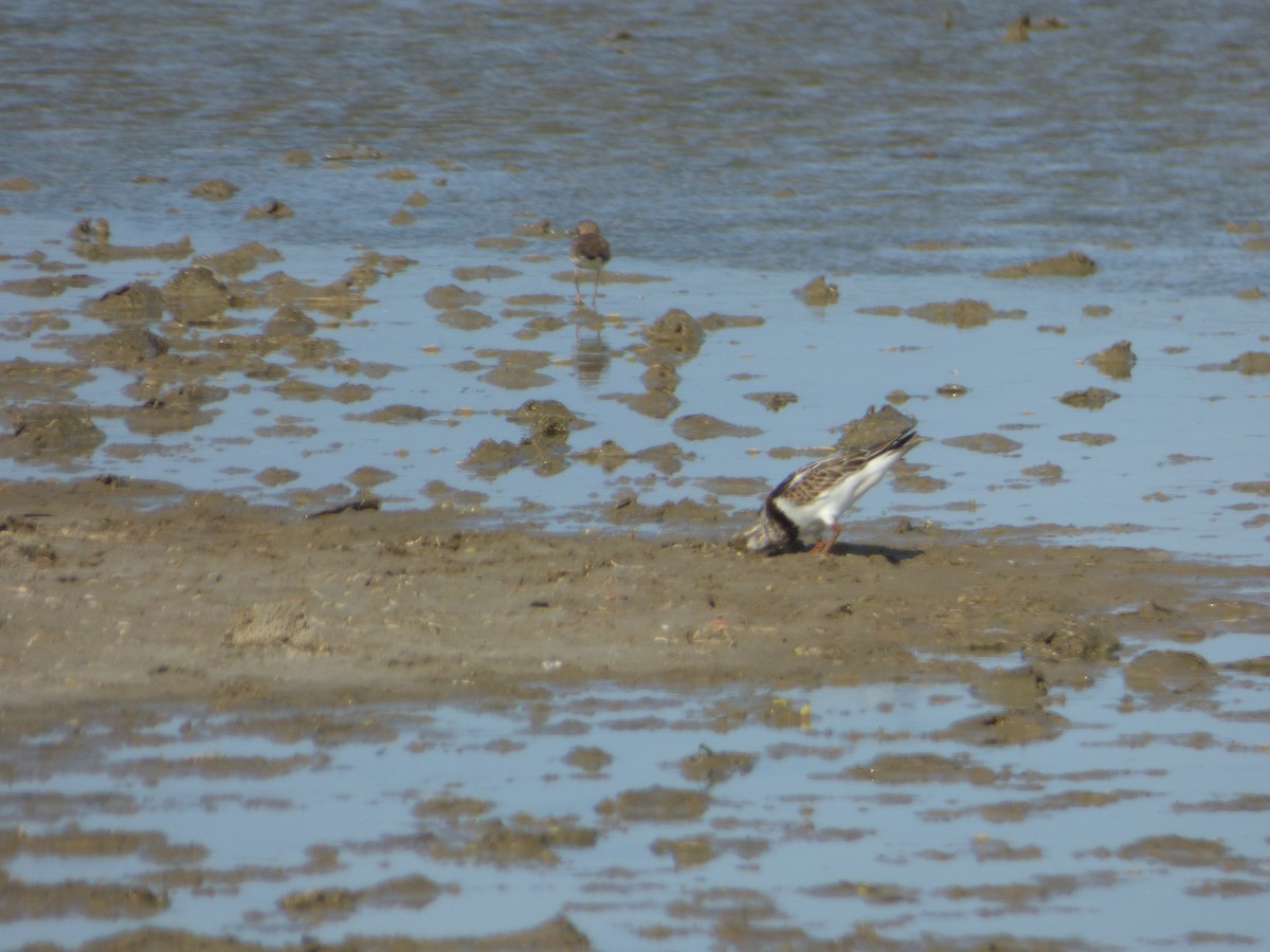 Ruddy Turnstone - ML68347031