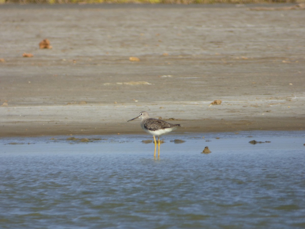 Greater Yellowlegs - ML68347051