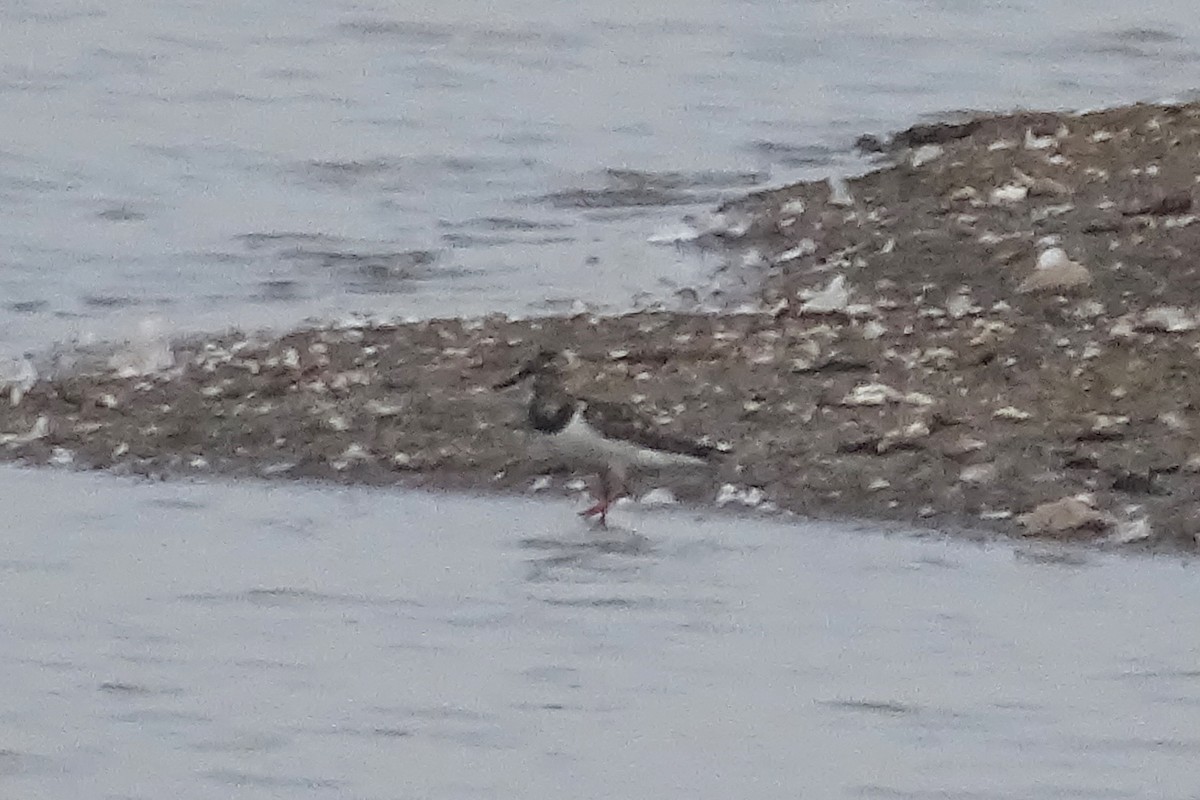 Ruddy Turnstone - ML68347431