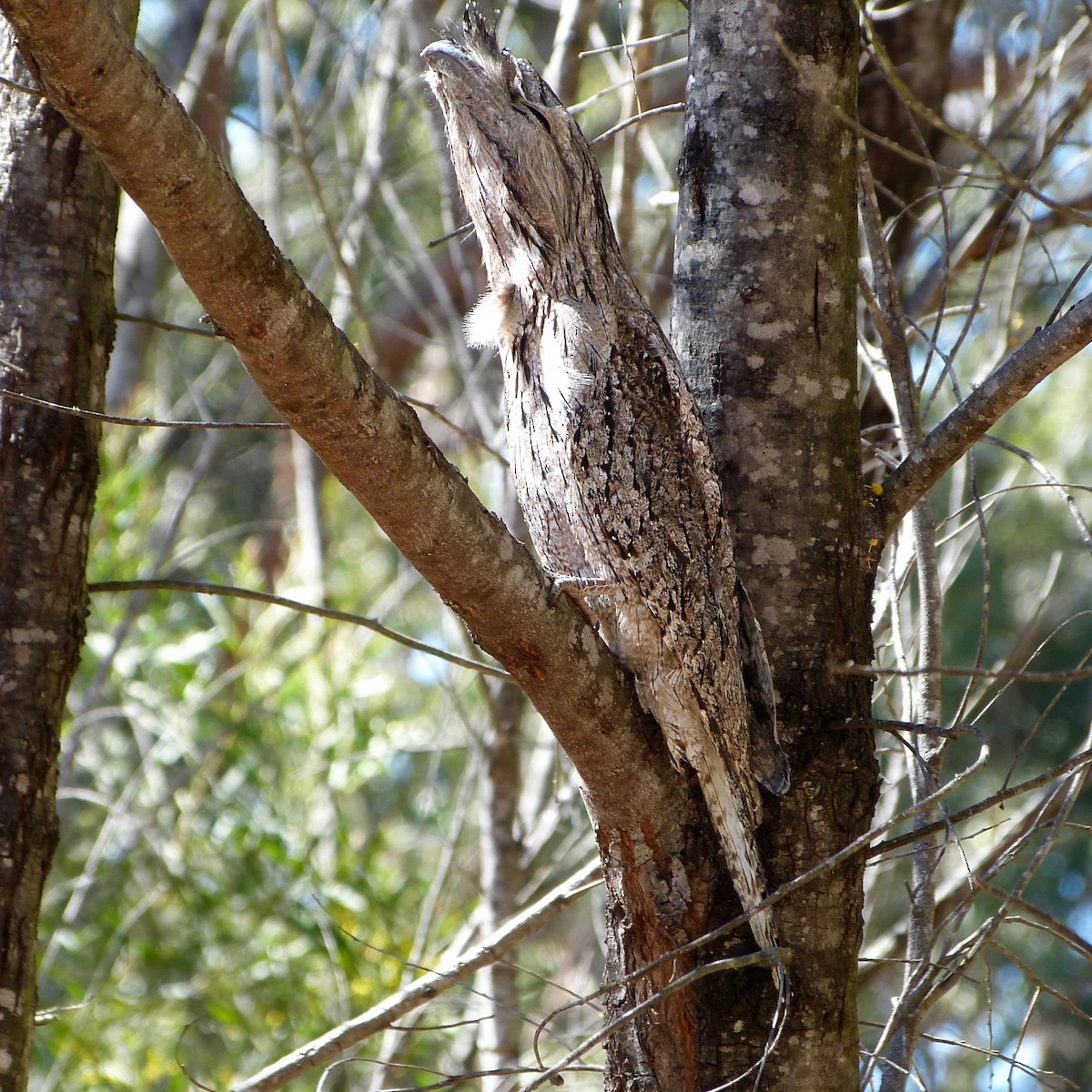 Tawny Frogmouth - Neil Humphris