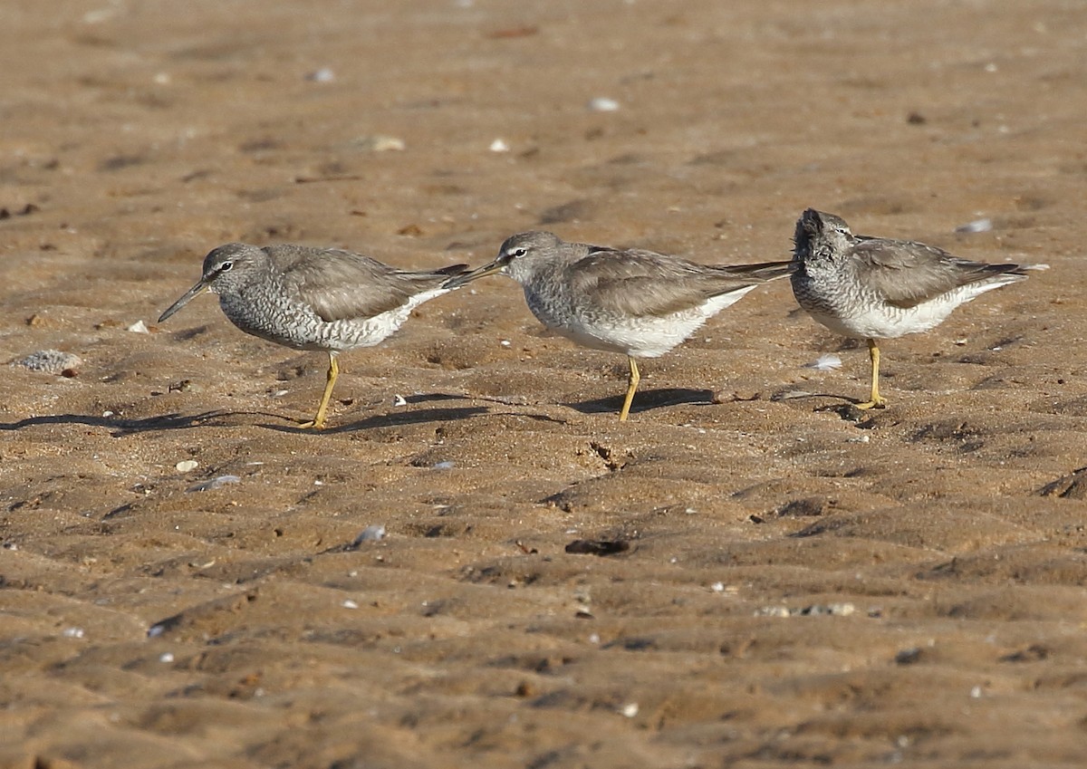 Gray-tailed Tattler - ML68349301