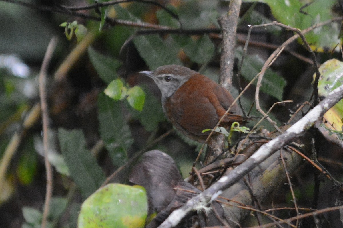 Sulawesi Bush Warbler - Cathy Pasterczyk