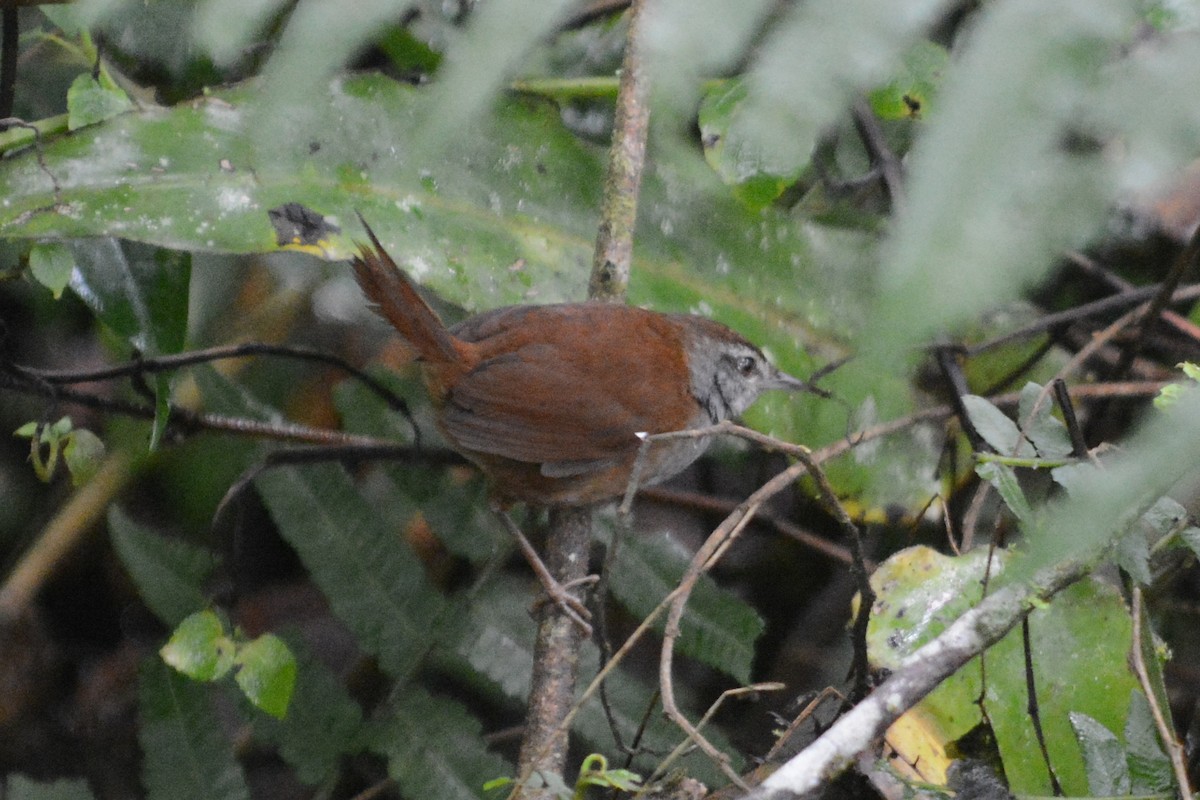 Sulawesi Bush Warbler - ML68350001