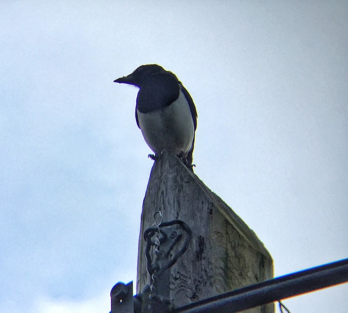 Eurasian Magpie (Eurasian) - ML68351321