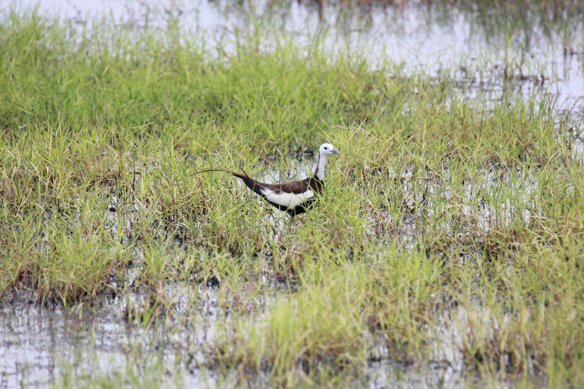 Pheasant-tailed Jacana - Shanmugam Saravanan