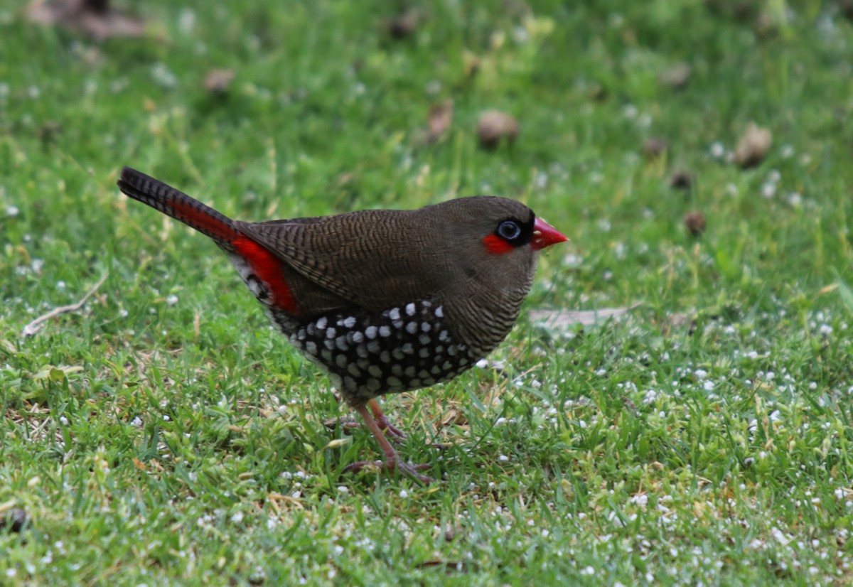 Red-eared Firetail - ML68353881