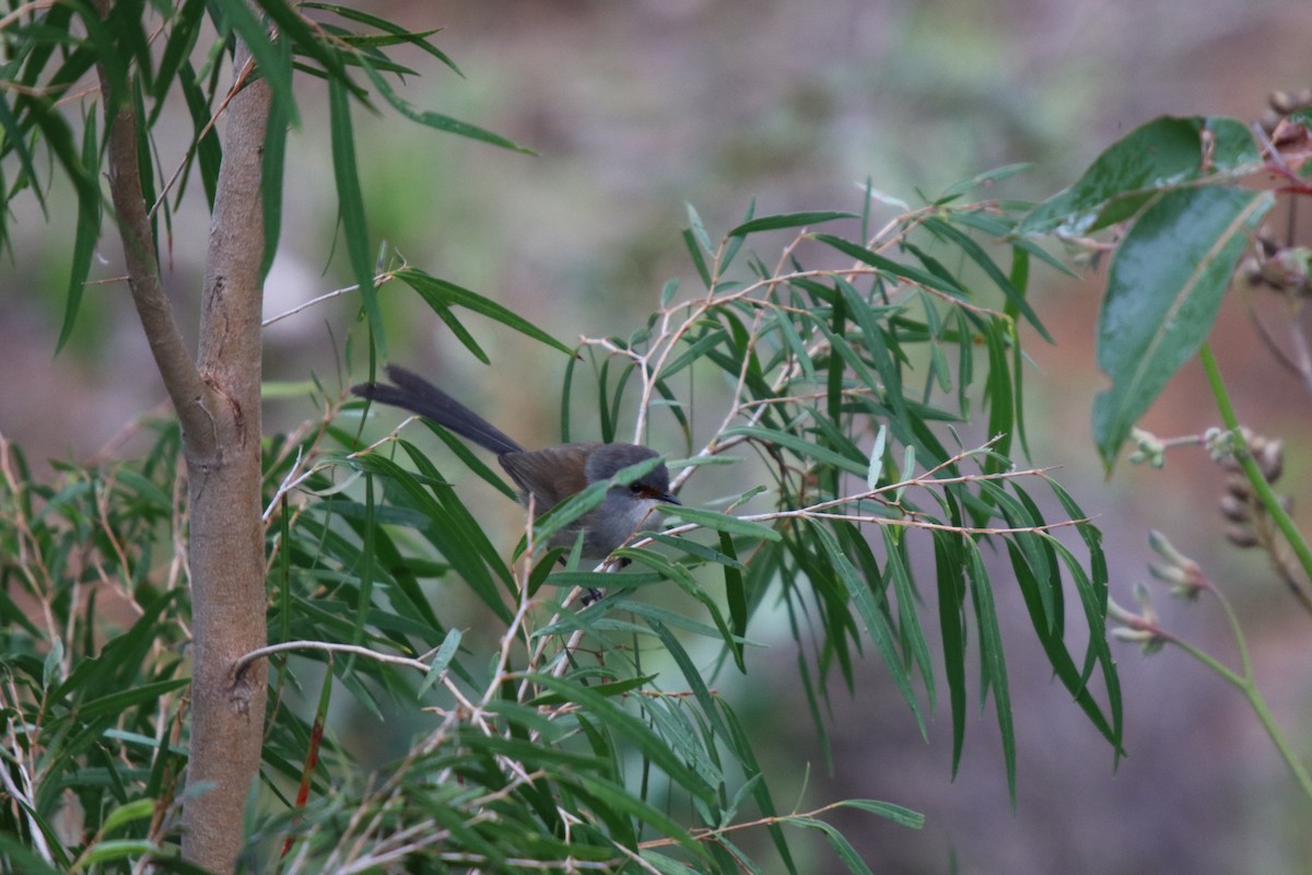 Red-winged Fairywren - ML68353891