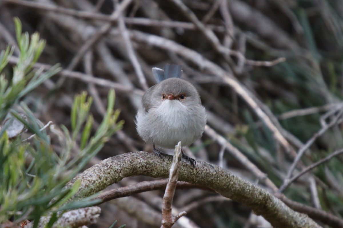 Splendid Fairywren - ML68353901