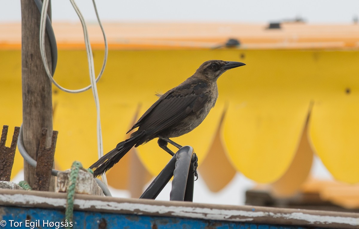 Great-tailed Grackle - ML68354091