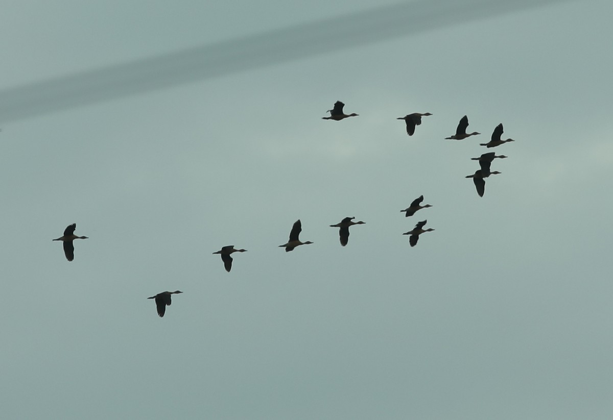 Fulvous Whistling-Duck - Vikas Madhav Nagarajan