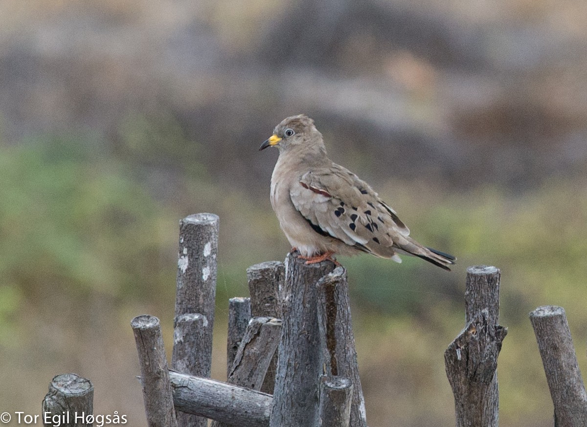 Croaking Ground Dove - Tor Egil Høgsås