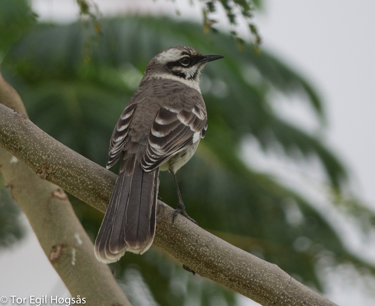 Long-tailed Mockingbird - ML68354681