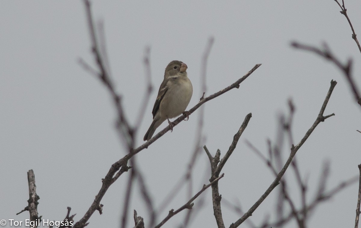 Parrot-billed Seedeater - Tor Egil Høgsås