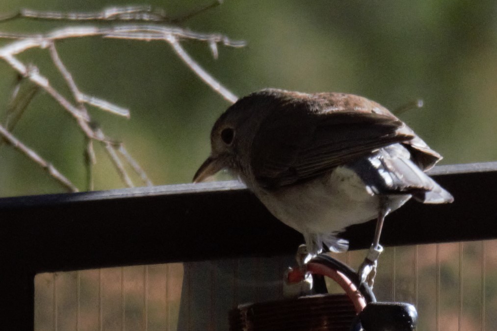 Gray Shrikethrush - ML68355321