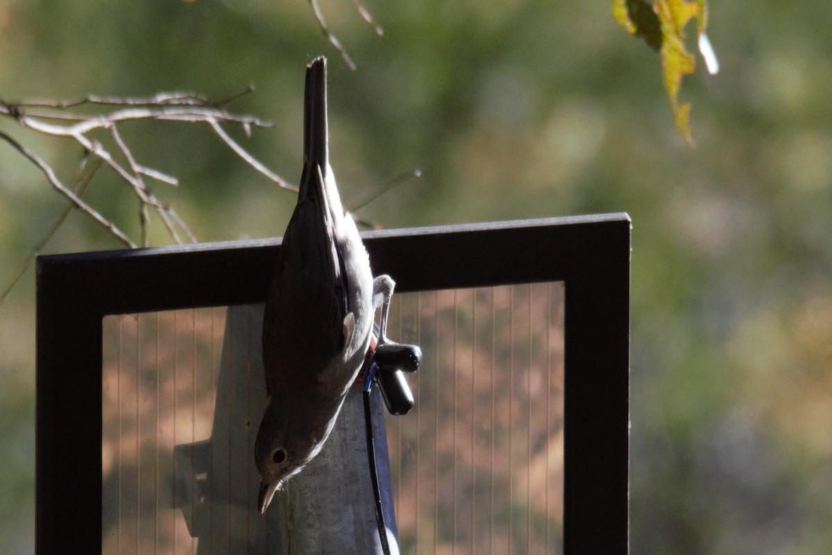 Gray Shrikethrush - ML68355331