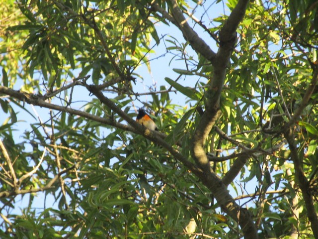 American Redstart - ML68356381