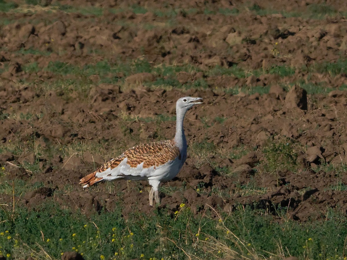 Great Bustard - ML68356911