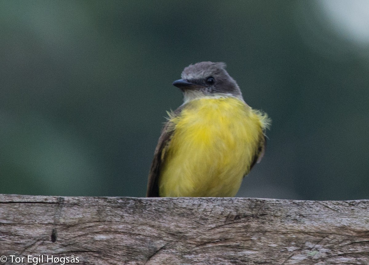 Gray-capped Flycatcher - ML68356921