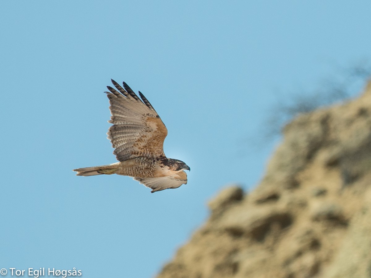 Variable Hawk (Red-backed) - ML68358001
