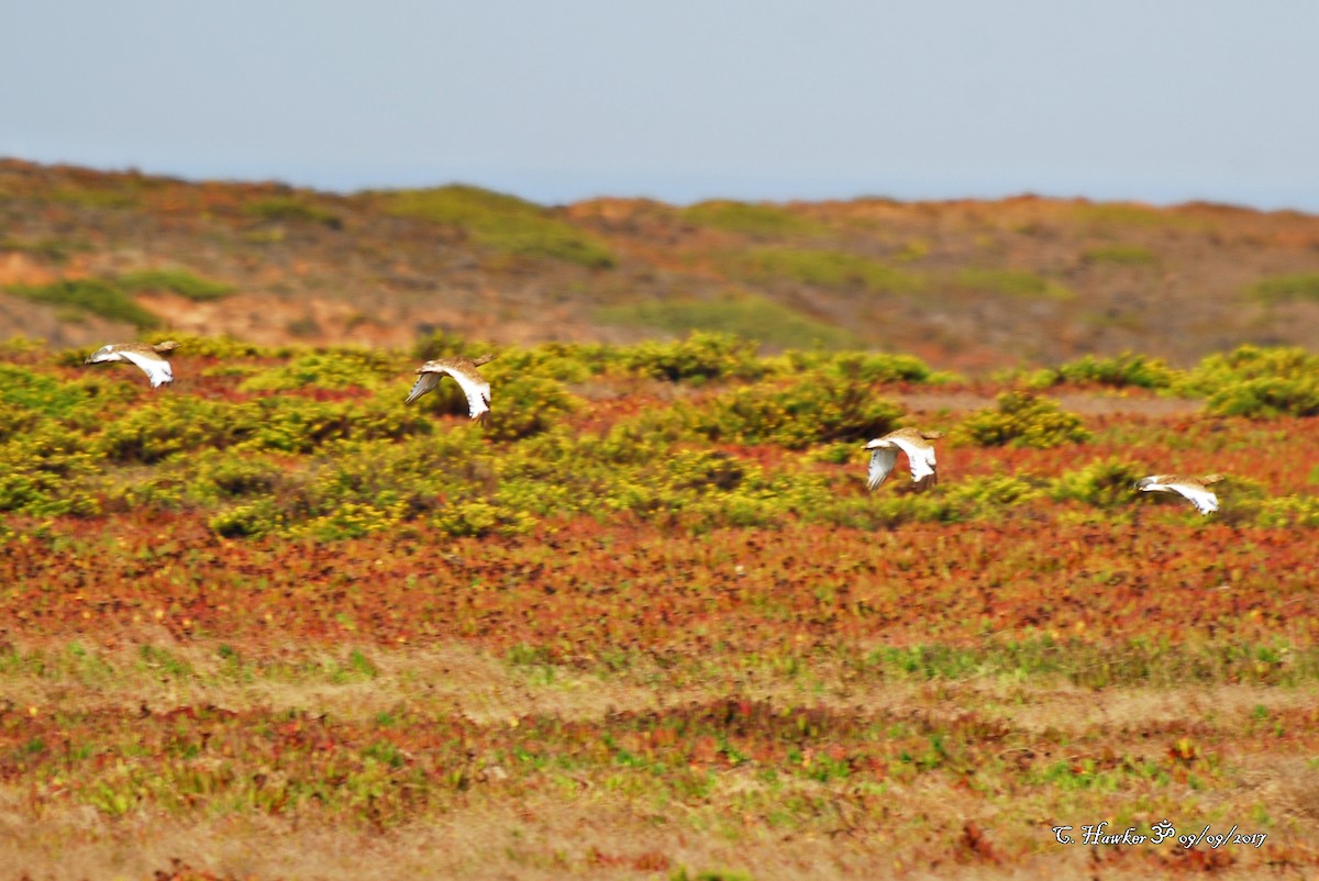 Little Bustard - ML68359251