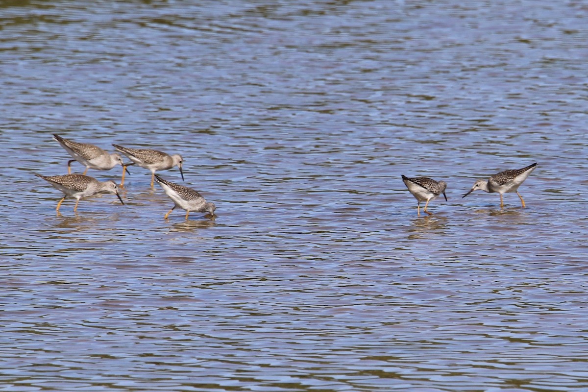 Lesser Yellowlegs - ML68359871