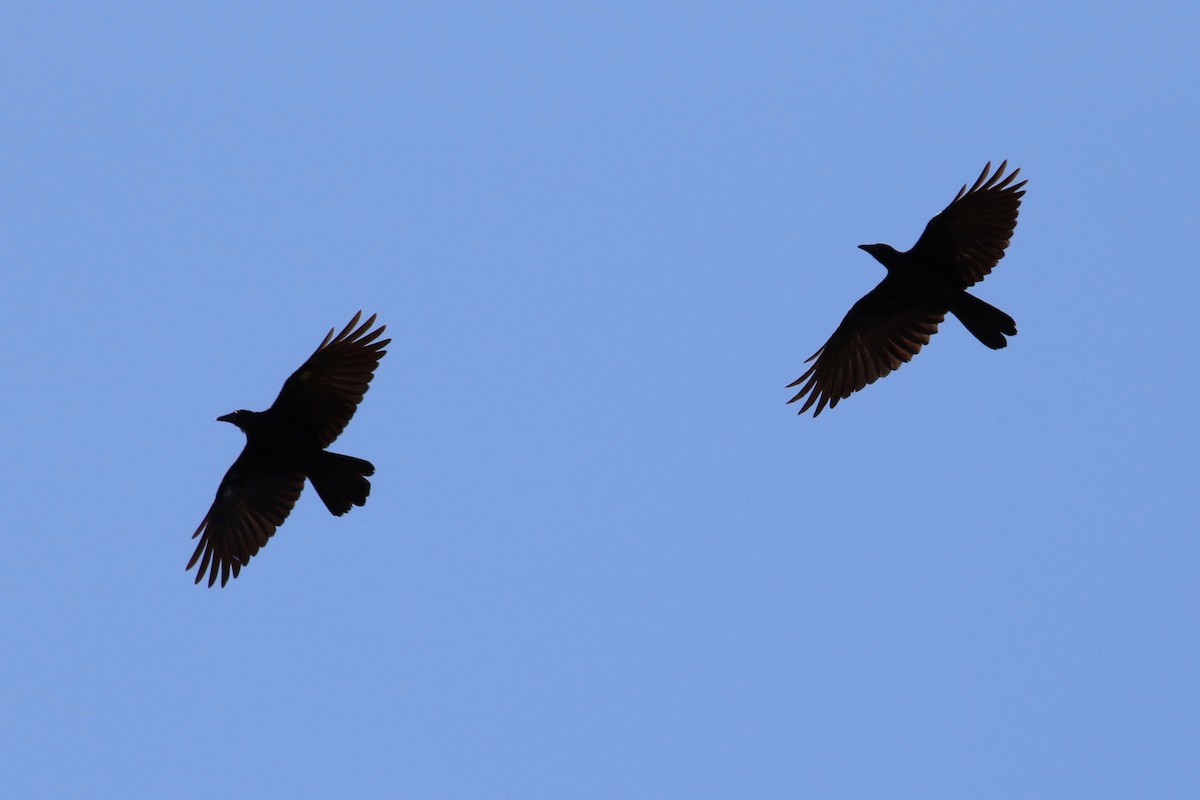Fish Crow - ML68360061
