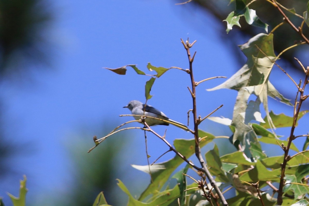 Blue-gray Gnatcatcher - Ann Van Sant