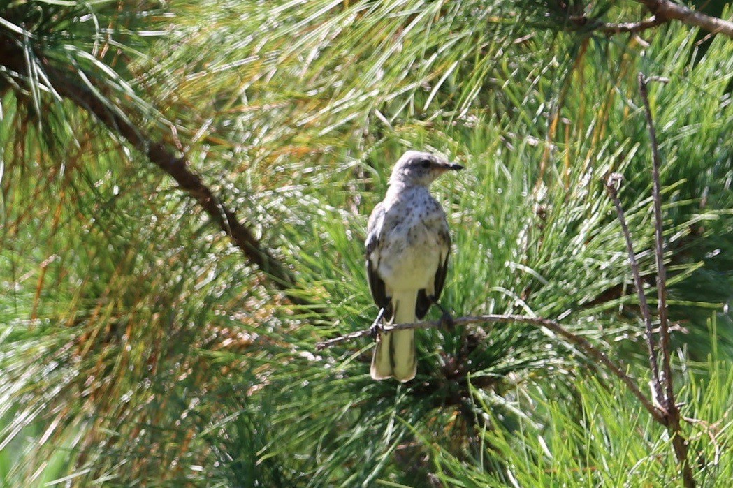 Northern Mockingbird - ML68360201