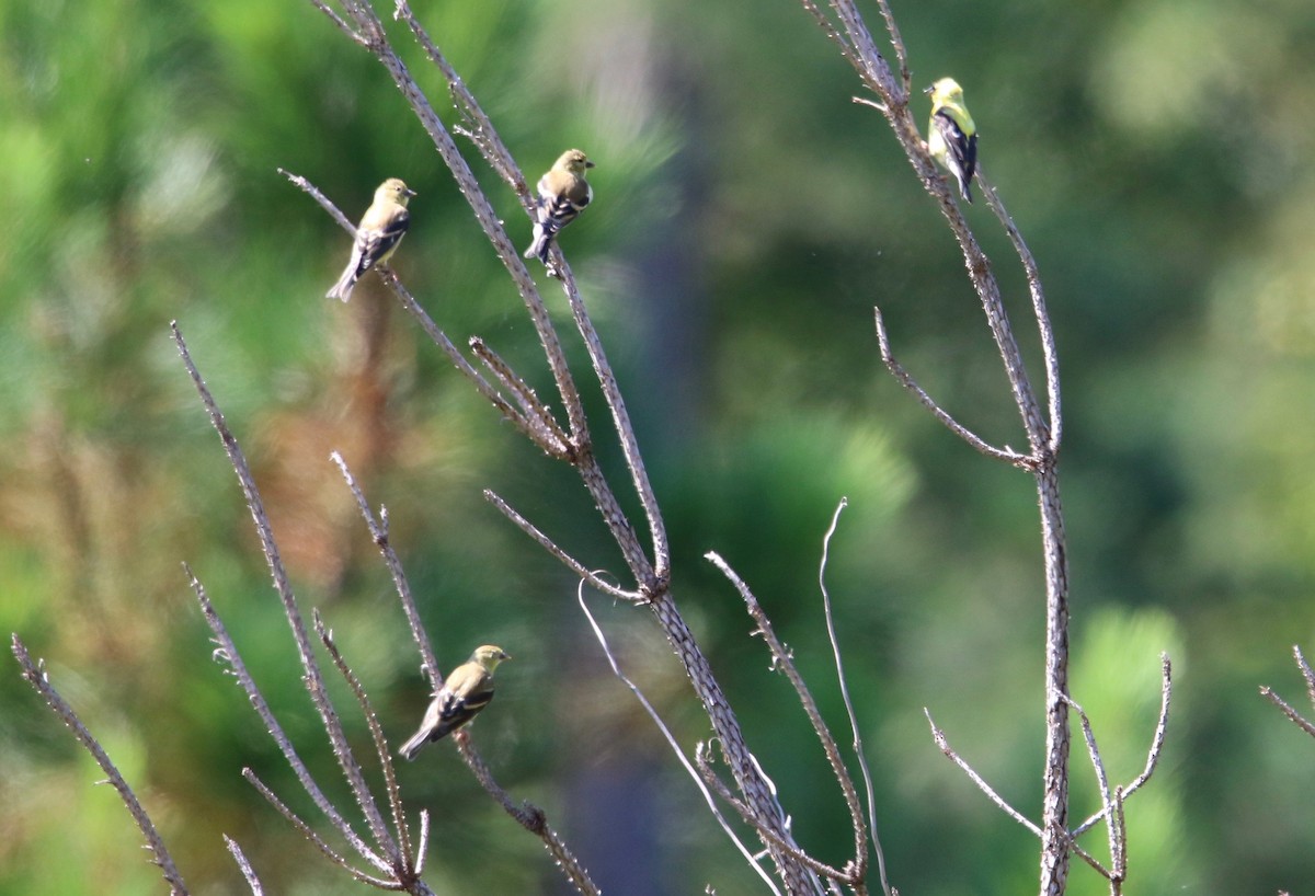 American Goldfinch - ML68360471