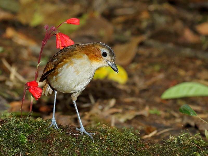 Rusty-tinged Antpitta - ML68363651