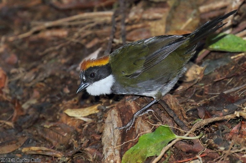 Chestnut-capped Brushfinch - ML68363771