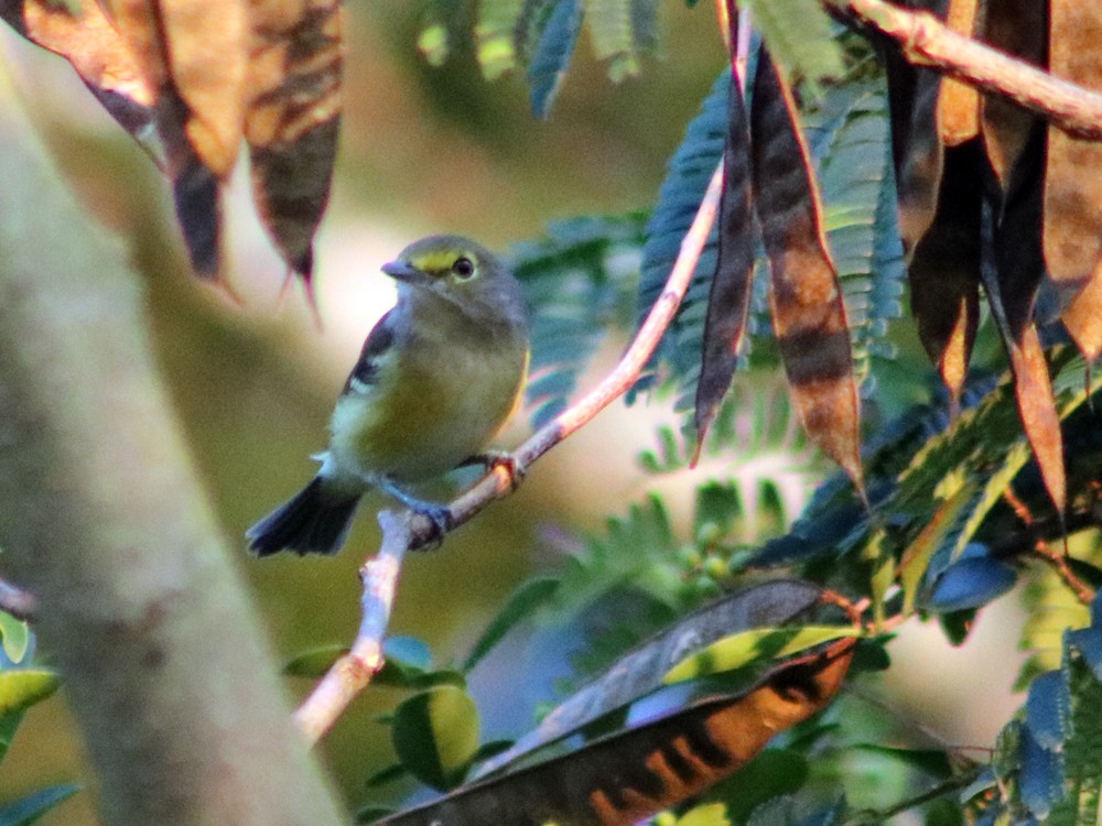 White-eyed Vireo - ML68365291