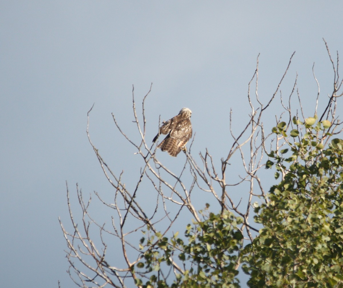 Red-tailed Hawk - ML68366531