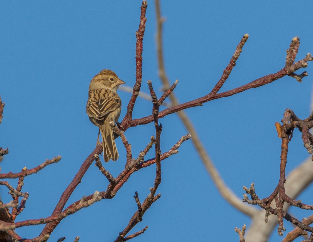 Brewer's Sparrow - ML68366891