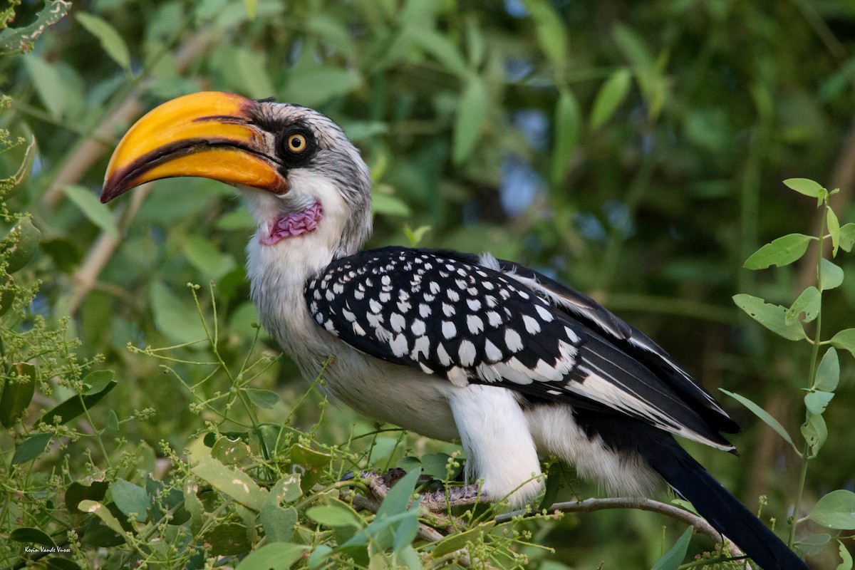 Eastern Yellow-billed Hornbill - ML68367341